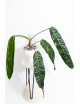 Philodendron patriciae