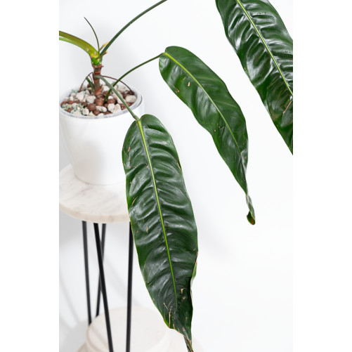 Philodendron patriciae