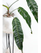 Philodendron patriciae