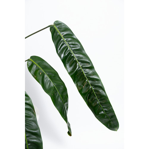 Philodendron patriciae