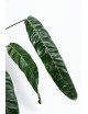 Philodendron patriciae