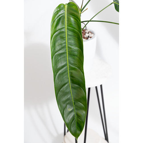 Philodendron patriciae