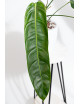 Philodendron patriciae