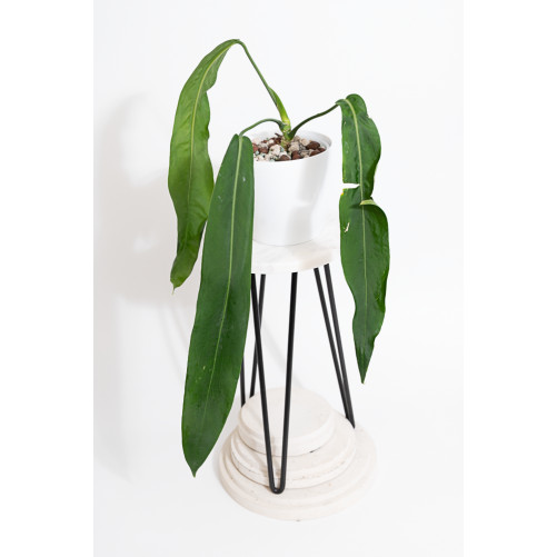 Anthurium pallidiflorum -