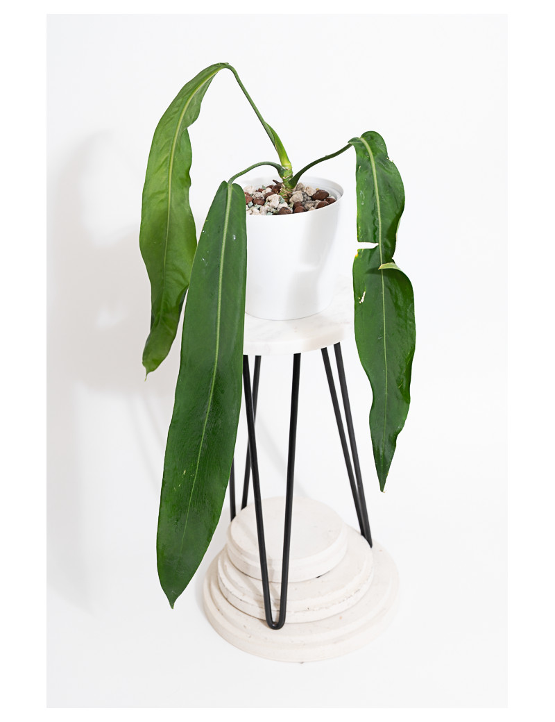 Anthurium pallidiflorum -