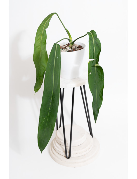 Anthurium pallidiflorum -