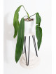 Anthurium pallidiflorum -