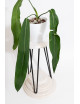 Anthurium pallidiflorum -