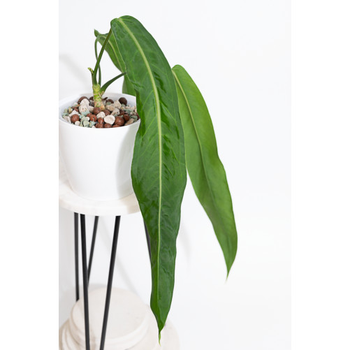 Anthurium pallidiflorum -