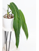 Anthurium pallidiflorum -