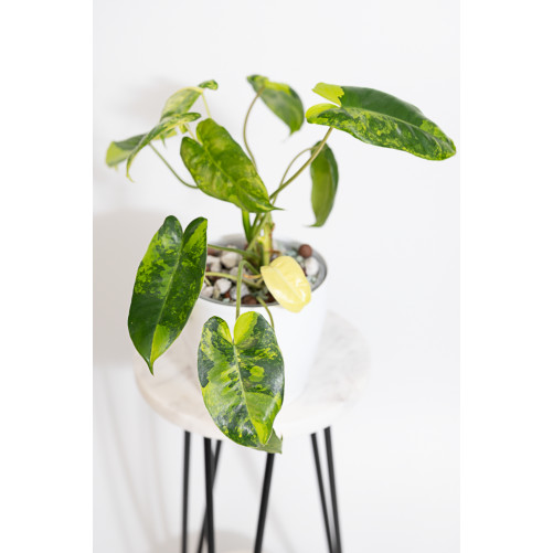 Philodendron burle marx...