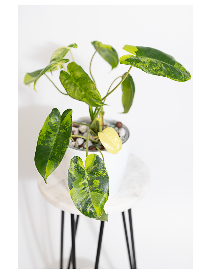 Philodendron burle marx variegata