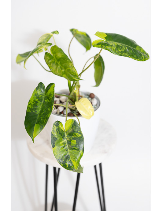 Philodendron burle marx variegata