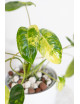 Philodendron burle marx variegata