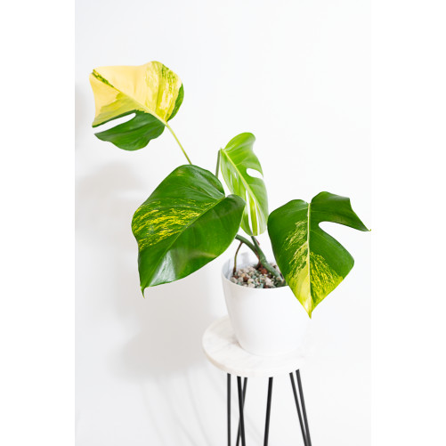 Monstera marmorata aurea