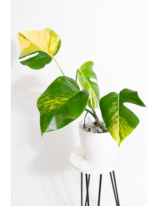Monstera marmorata aurea