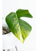 Monstera marmorata aurea