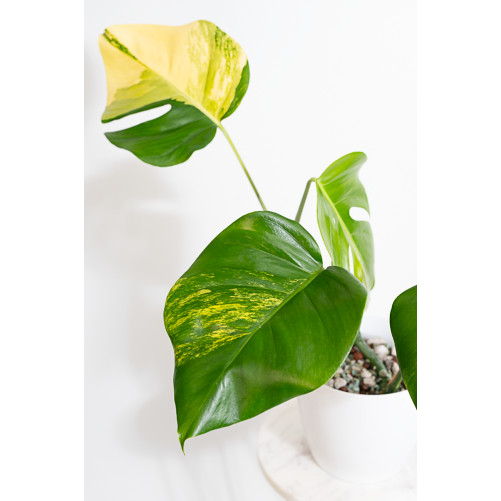 Monstera marmorata aurea