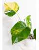 Monstera marmorata aurea