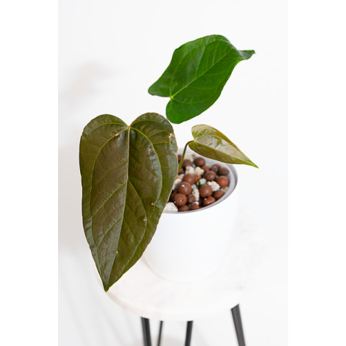 Anthurium queen of hearts