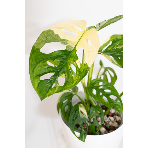 Monstera adansonii variegata
