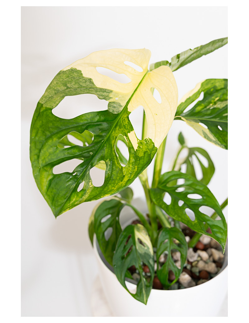 Monstera adansonii variegata