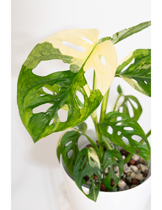 Monstera adansonii variegata