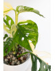 Monstera adansonii variegata