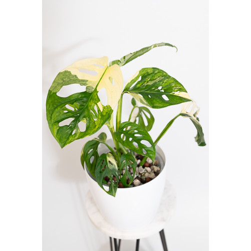 Monstera adansonii variegata