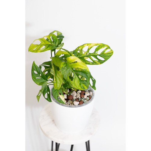 Monstera adansonii aurea