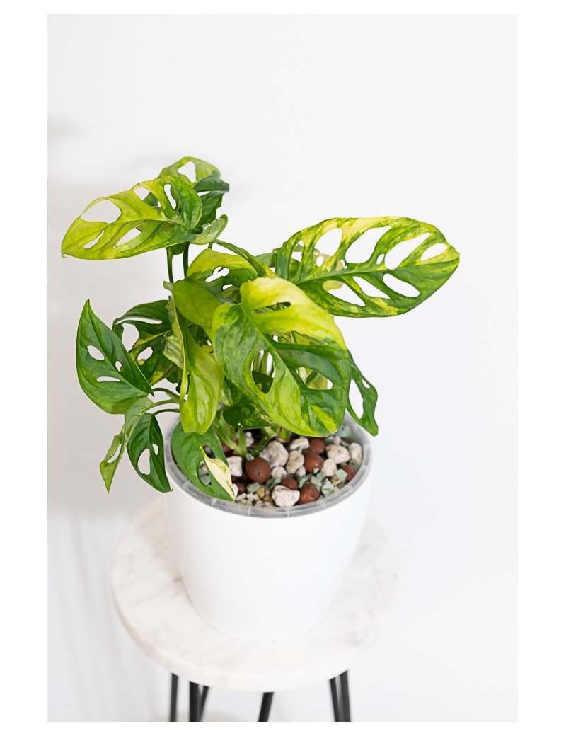 Monstera adansonii aurea
