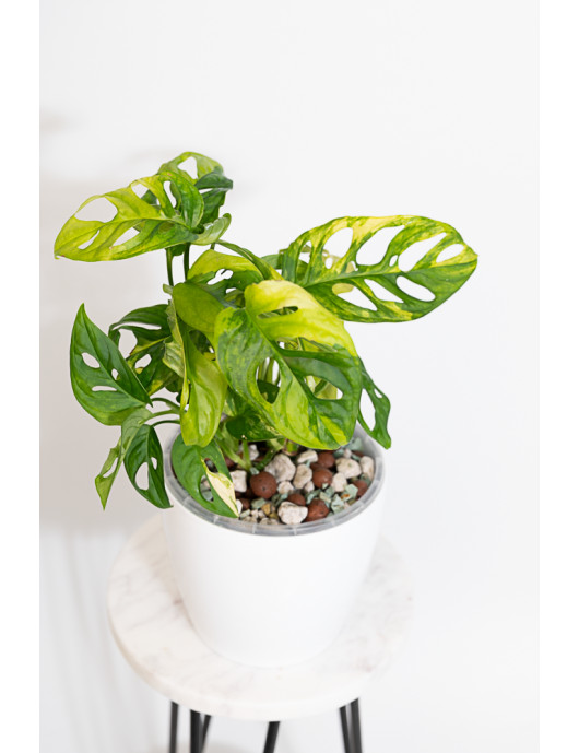 Monstera adansonii aurea
