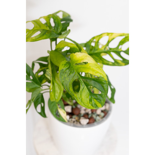 Monstera adansonii aurea