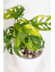 Monstera adansonii aurea
