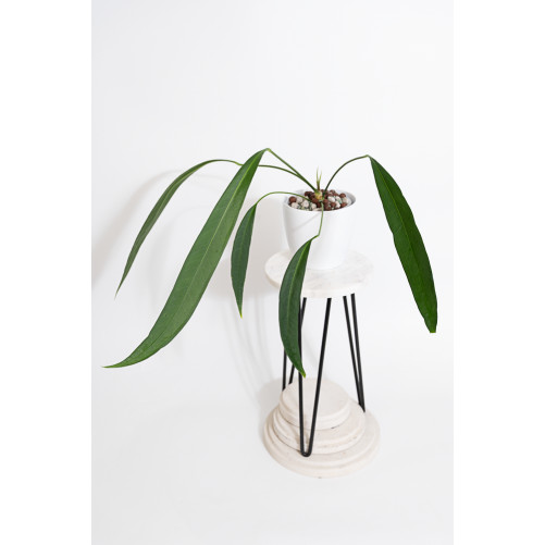 Anthurium pallidiflorum...