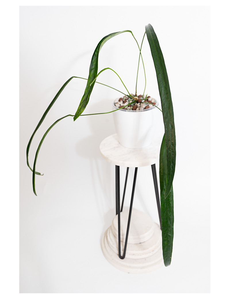 Anthurium friedrichsthalii