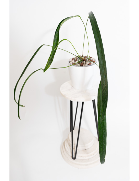 Anthurium friedrichsthalii