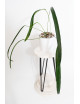 Anthurium friedrichsthalii