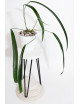 Anthurium friedrichsthalii