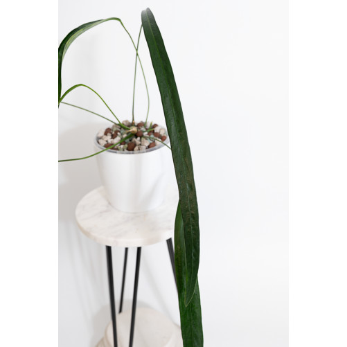 Anthurium friedrichsthalii
