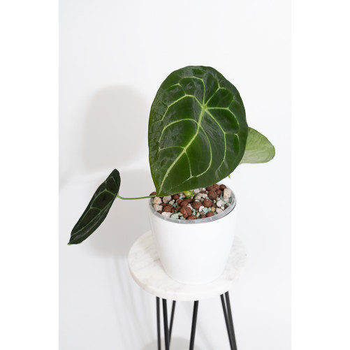 Anthurium forgetii