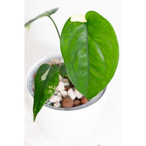 Syngonium chiapense variegata