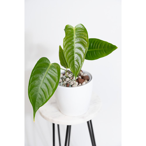 Anthurium veitchii