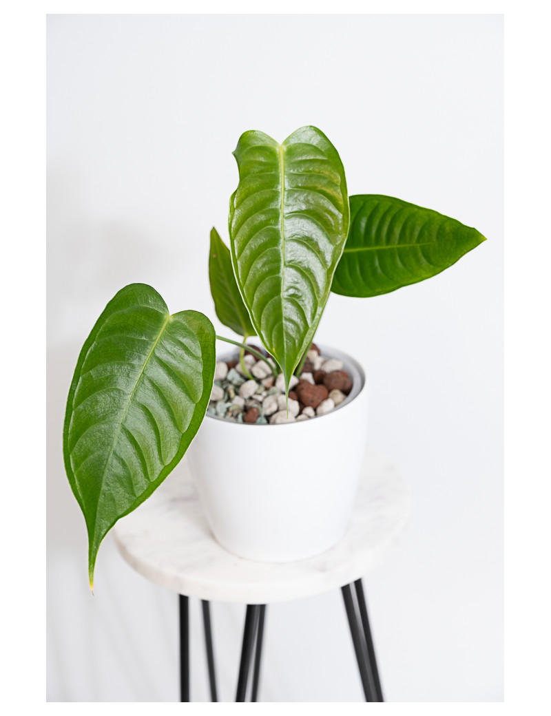 Anthurium veitchii