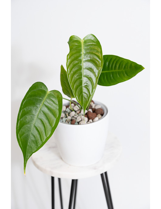 Anthurium veitchii
