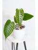 Anthurium veitchii