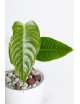 Anthurium veitchii