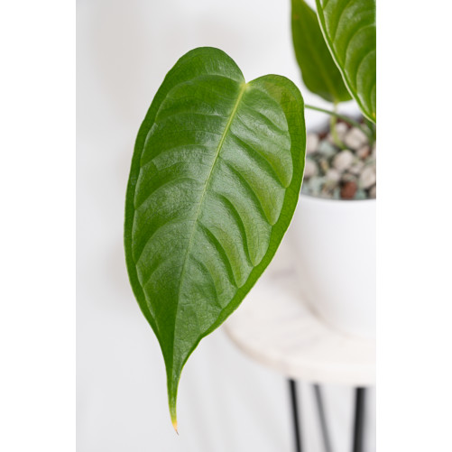 Anthurium veitchii