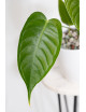Anthurium veitchii