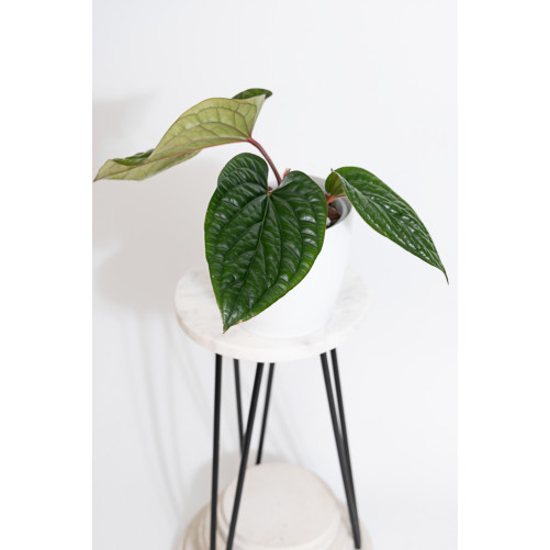 Anthurium radicans x luxurians